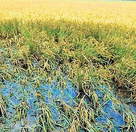 RajneetiGuru.com - महाराष्ट्र में किसानों के लिए ₹2,215 करोड़ का राहत पैकेज - Ref by The New Indian Express