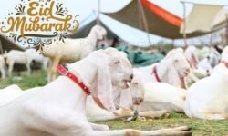 बकरीद की तारीख बदलने पर आया बड़ा अपडेट - RajneetiGuru.com