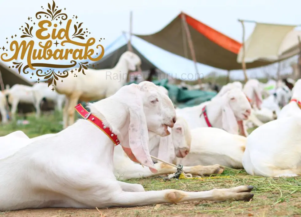 बकरीद की तारीख बदलने पर आया बड़ा अपडेट - RajneetiGuru.com