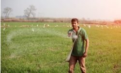 ग्रीन यूरिया उत्पादन को मिली केंद्र सरकार की मंजूरी - RajneetiGuru.com