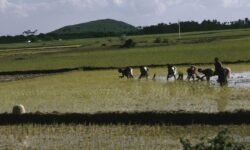 आंध्र में 51% कम बारिश, धान बोने से बचें किसान - RajneetiGuru.com