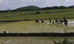 आंध्र में 51% कम बारिश, धान बोने से बचें किसान - RajneetiGuru.com