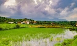महाराष्ट्र में मानसून की वापसी से खरीफ बुवाई ने पकड़ी रफ्तार - RajneetiGuru.com