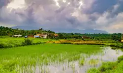 महाराष्ट्र में मानसून की वापसी से खरीफ बुवाई ने पकड़ी रफ्तार - RajneetiGuru.com