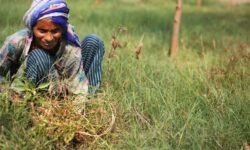 मिजोरम की महिला किसान को मिलेगा FAO का सम्मान - RajneetiGuru.com