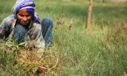 मिजोरम की महिला किसान को मिलेगा FAO का सम्मान - RajneetiGuru.com