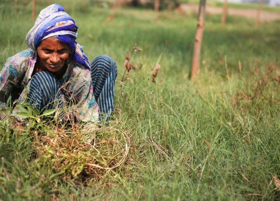 मिजोरम की महिला किसान को मिलेगा FAO का सम्मान - RajneetiGuru.com