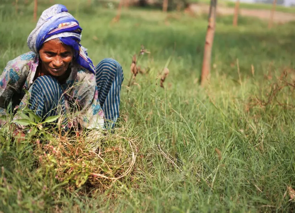 मिजोरम की महिला किसान को मिलेगा FAO का सम्मान - RajneetiGuru.com